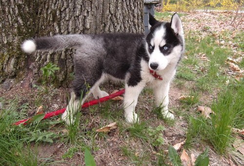 CKC Husky Puppies !! Gorgeous Blue Eyes !! 