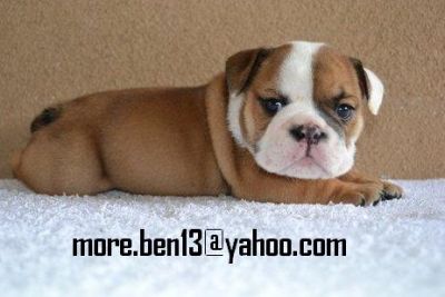 Gorgeous English Bulldog Puppies for Adoption