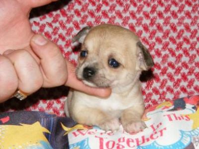 A KC Chihuahua Puppy for sale