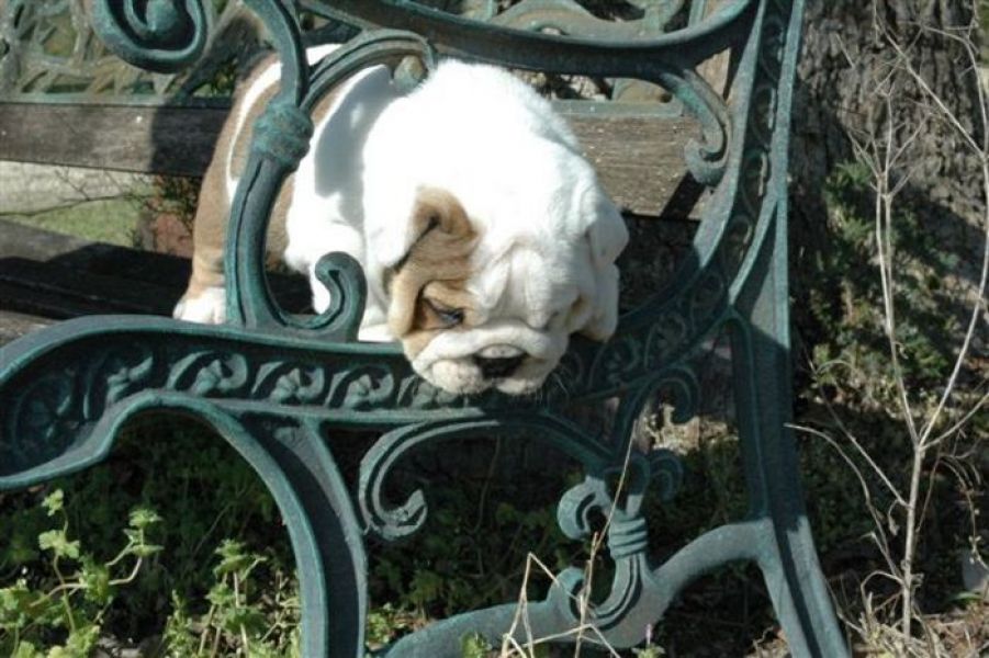 Bulldog Puppy For Sale