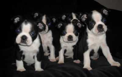 Bostosn Terrier Puppies