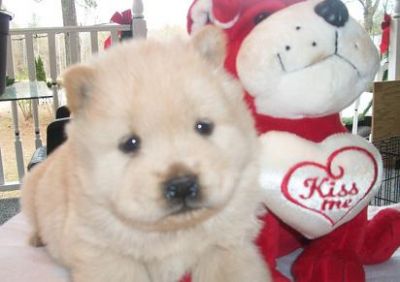 Charming Chow Chow Puppies For Sale