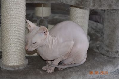 Cute male and female Sphynx kittens for adoption.
