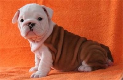 ENGLISH BULLDOG FOR ADOPTION