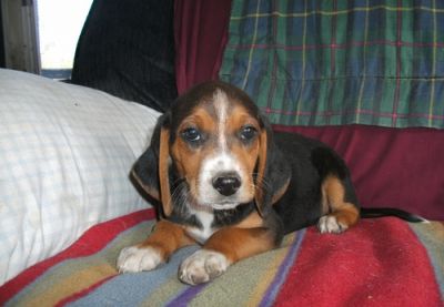  adorable  beagle Puppies for adoption