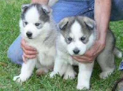 Adorable Siberian Husky puppies