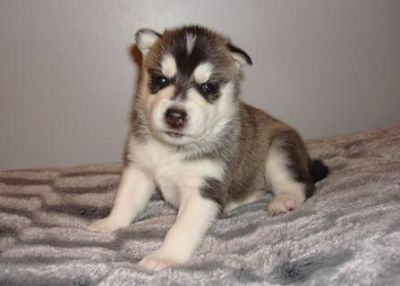 Johhny Apple Siberian Husky Puppies for Sale