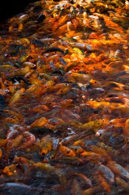 Magnificent Koi Fishes For sale.