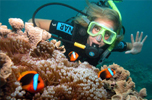 Scuba Diving on The Great Barrier Reef