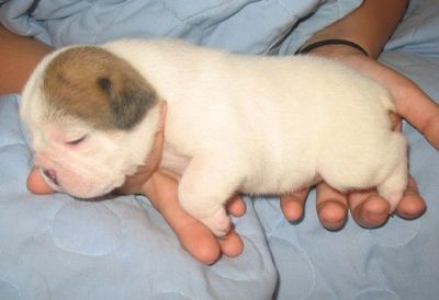 english bull dog for xmas and good home care