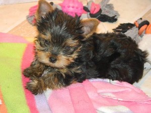 Female /Male T Cup Yorkie Puppies For Free