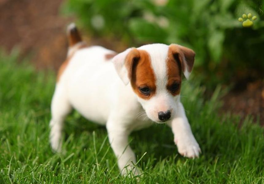 Home seeking Jack Russell Terrier puppies for sale .