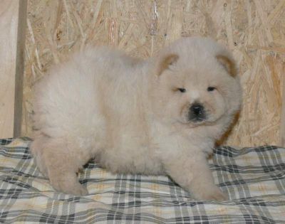 male and Female Chow Chow Puppy available now