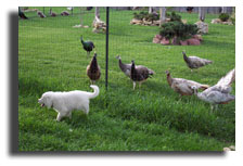 PEAFOLWS,GENE FOLWS , OSTRICH , DUCKS, TURKEY FOR SELL