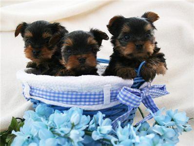 Adorable Male and Female Yorkshire Puppies For Free Adoption