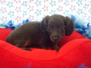 MINI DACHSHUND PUPPIES