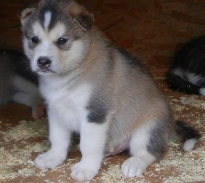 Quality Alaskan Malamute Puppies For New Homes.