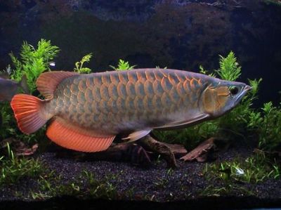 Asian SUPER RED, RTG, GOLDEN X BACK AROWANA FISHES