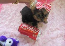Yorkshire Terrier pups for sale