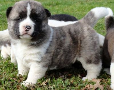 Healthy Akita Puppies For Adoption