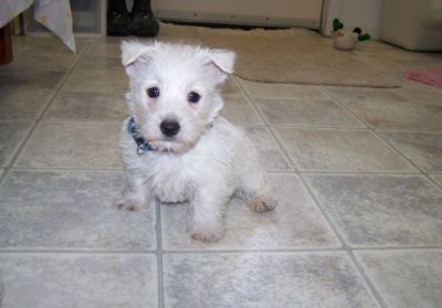 Adorable Cute 12 Old weeks Kc registered West Highland White T