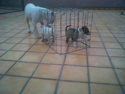 Great Temperament bull terrier puppy for adoption, 