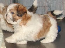 SHIH TZU puppies For sale