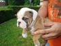 Lovely English Bulldog Puppies for sale to insterested persons