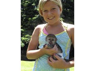 Capuchin,marmoset,squirrel and spider monkeys available