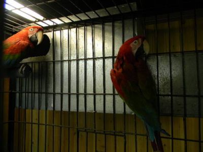 Free Pair Of Green Winged Macaw Parrots for a good home