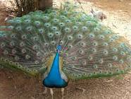 PEAFOLWS,GENE FOLWS , OSTRICH , DUCKS, TURKEY FOR SELL