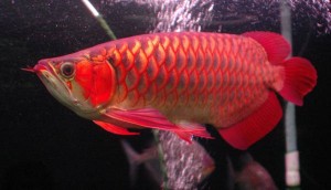 ASIAN RED,SUPER RED AND MANY OTHER AROWANA SPECIES FOR SALE!!!!
