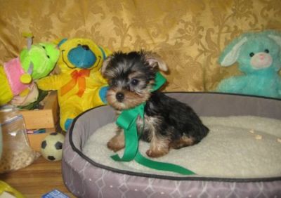 Adorable Yorkie puppies