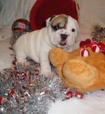 Purebreed English Bulldog Puppies