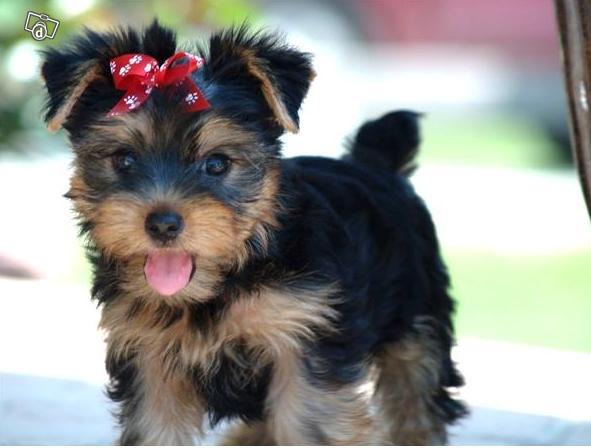 Home seeking Yorkshire Terrier Puppies for Adoption.
