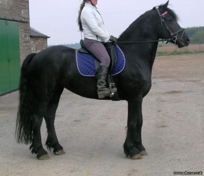 fresian horse for adoption