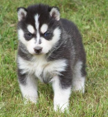 BLUE EYES SIBERIAN HUSKY PUPPIES FOR RE-HOMING