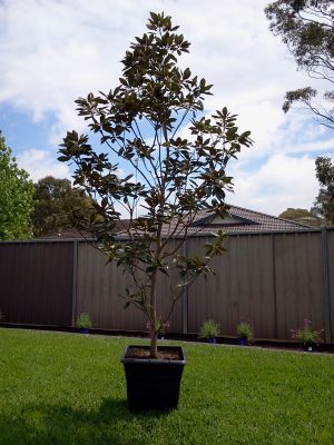 2-Magnolia Little Gam trees, mature 3meter high