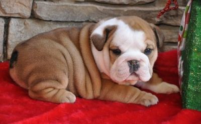 English bulldog puppies for adoption