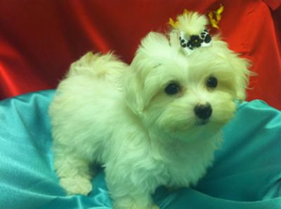 Adorable Male and Female Maltese   Puppies  for adoption
