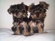 Two Yorkshire terrier babies.