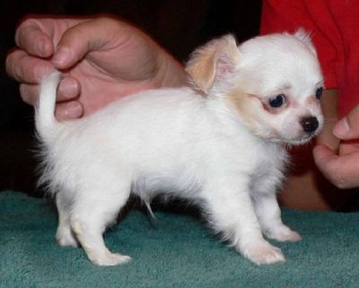 white Chihuahua puppies (long coat)