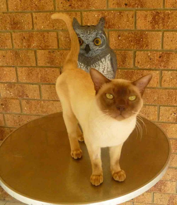 Burmese Chocolate Male Available