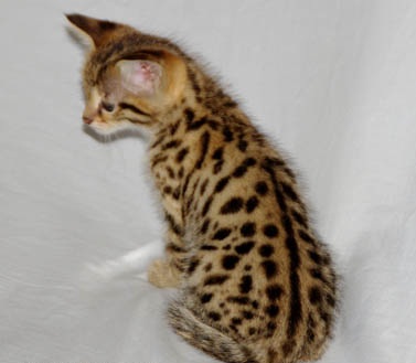 Verry cool 1 male and 1 female TICA F2 savannah kittens for adoption free