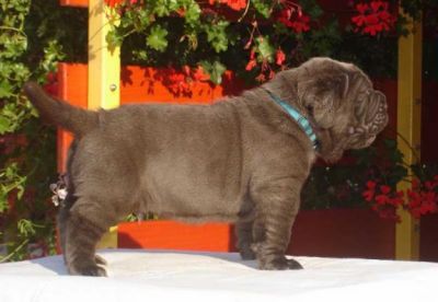 Adorable Male And Female  Neapolitan Mastiff Puppies For Sale