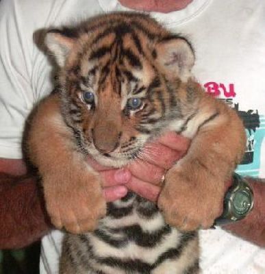 SIBERIAN TIGER CUBS FOR SALE