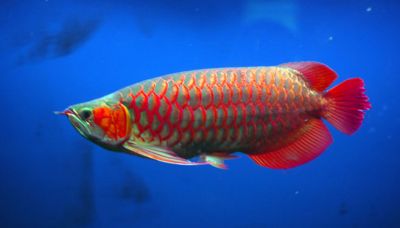 quality top super red arowana fish and many others  for afordable prices