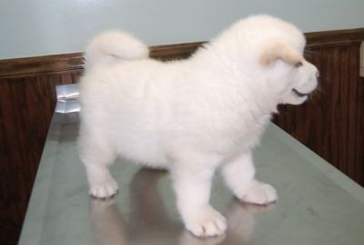 Excellentakita Puppies For Free Adoption