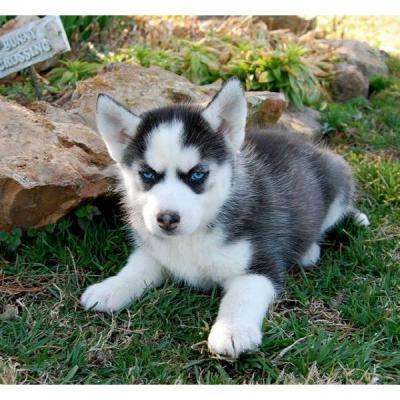 Blue Eyes Siberian Husky Puppies for Adoption