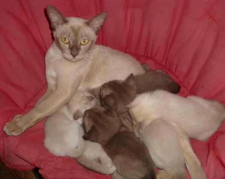 Burmese Kittens Available